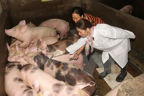Nhân viên Thú y tiêm vắcxin phòng dịch bệnh cho đàn lợn nuôi quy mô hộ gia đình. (Ảnh: Đình Huệ/TTXVN)