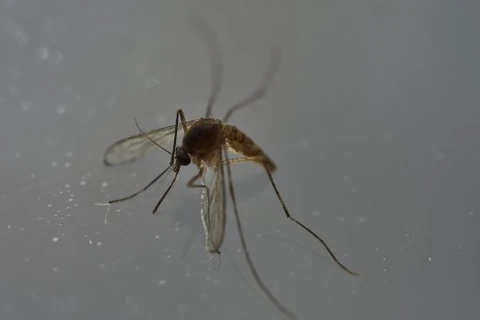 Virus Zika lây truyền qua muỗi Aedes aegypti.(Nguồn: AFP)