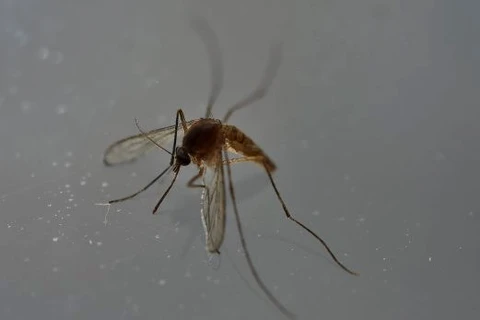 Virus Zika lây truyền qua muỗi Aedes aegypti.(Nguồn: AFP)