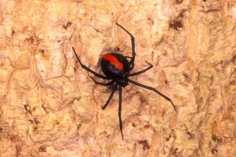 Một con nhện lưng đỏ. (Nguồn: Alamy)