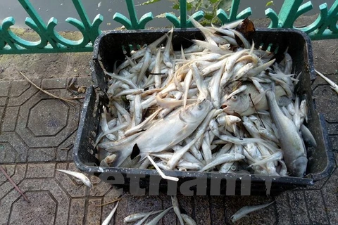 Cá chết ở Hồ Tây. (Ảnh: Việt Phương/Vietnam+)