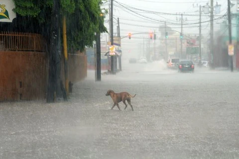 Bão Matthew gây mưa lớn ở Jamaica trước khi đổ bộ vào Cuba. (Nguồn: USA Today)