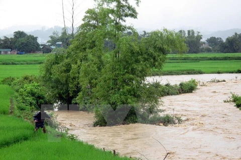 Ảnh chỉ có tính minh họa. (Ảnh: Chu Quốc Hùng/TTXVN)