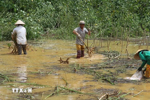 Nông dân ở xã Phong Xuân, huyện Phong Điền, Thừa Thiên-Huế thu hoạch sắn bị ngập lụt. (Ảnh: Hồ Cầu/TTXVN) 