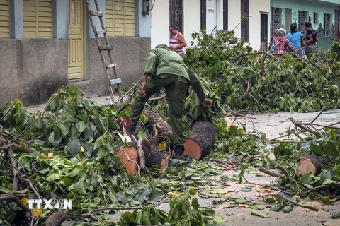 Cây cối bị gãy đổ sau bão Matthew tại Guantanamo, Cuba ngày 3/10. (Nguồn: AFP/TTXVN)