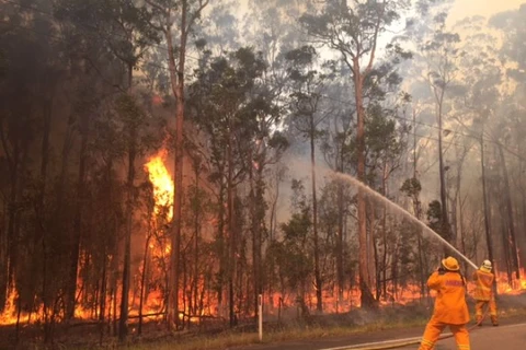 Cháy rừng tại New South Wales. (Nguồn: abc.net.au) 