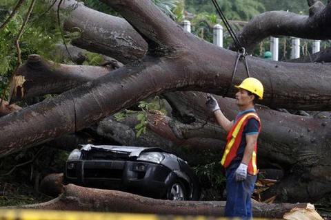 Cây đổ đè lên xe hơi khi bão Otto đổ bộ và Panama. (Nguồn: EPA)