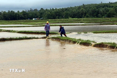 Nông dân huyện Hoài Ân, Bình Định ra kiểm tra các đồng lúa vừa gieo sạ bị ngập lũ để tìm các biện pháp hạn chế thiệt hại do mưa lũ gây ra. (Ảnh: Trần Lê Lâm/TTXVN)