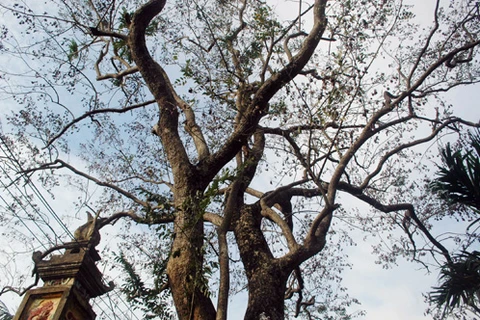 Bắc Ninh: Tạm dừng khai thác cây gỗ sưa 200 tuổi tại Đông Cốc