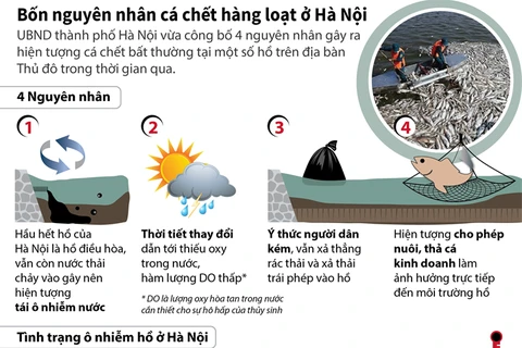 Bốn nguyên nhân khiến cá chết hàng loạt ở Hà Nội 