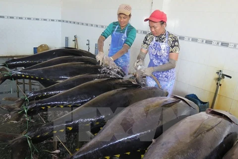 Công nhân sơ chế cá ngừ đại dương tại Cảng cá Tam Quan, huyện Hoài Nhơn. (Ảnh: Viết Ý/TTXVN)