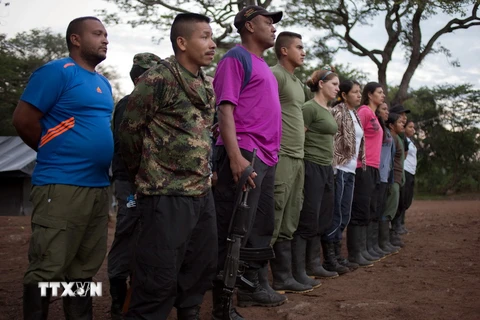 Các tay súng FARC tại một căn cứ ở Conejo, La Guajira, Colombia ngày 6/12. (Nguồn: EPA/TTXVN)