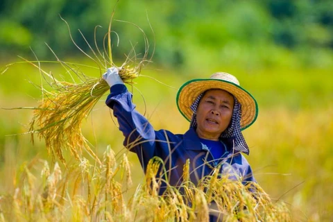 Nông dân Thái Lan. (Nguồn: Thai Visa)