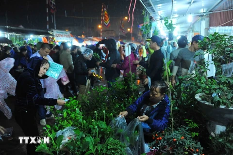 Du khách chọn mua cây cảnh tại chợ Viềng (Nam Định) trong đêm 3, rạng sáng 4/2. (Ảnh: Minh Đức/TTXVN)