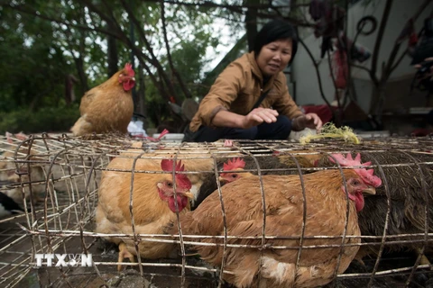 Gia cầm sống được bày bán tại một chợ ở miền nam Trung Quốc ngày 14/1. (Nguồn: AFP/TTXVN)