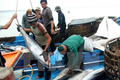 Vận chuyển cá ngừ đại dương tại Phú Yên. (Ảnh: Thế Lập/TTXVN)
