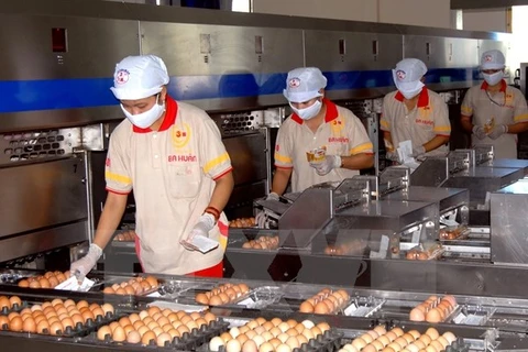 Dây chuyền sản xuất trứng sạch tại thành phố Hồ Chí Minh. (Ảnh: Hoàng Hải/TTXVN)