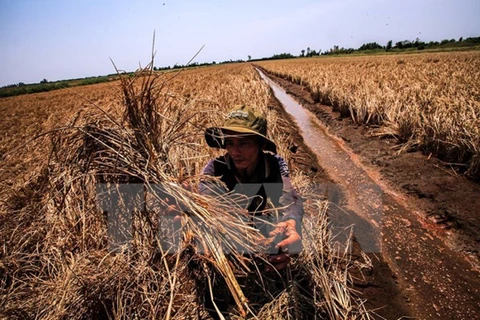 Xâm nhập mặn tàn phá các cánh đồng ở Kiên Giang trong mùa khô trước. (Ảnh: Trọng Đạt/TTXVN)