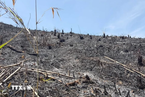 Hàng chục hecta rừng vừa bị tàn phá, đốt trụi cách đây 2 ngày. (Ảnh: Hưng Thịnh/TTXVN)