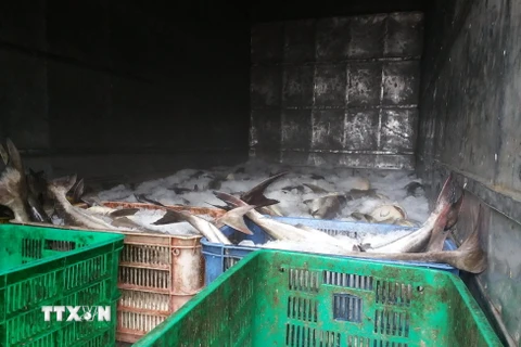 Hiện tượng cá chết hàng loạt trên sông Chà Và từng xảy ra hồi cuối năm 2016. (Ảnh: Hoàng Nhị/TTXVN)