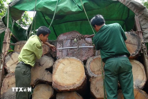 Một vụ vận chuyển gỗ quý trái phép bị phát hiện. (Nguồn: TTXVN)