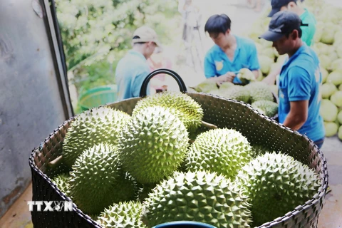 Thương lái thu mua, phân loại sầu riêng. (Ảnh: Nam Thái/TTXVN)