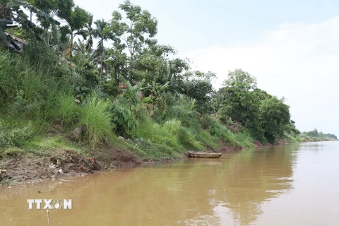 Hàng chục hécta đất trồng cây của các hộ dân sống ven sông ở xã Hương Nha bị sạt lở xuống sông. (Ảnh: Tạ Toàn/TTXVN)