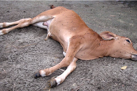 Vĩnh Phúc: Gần 20 con bò khỏe mạnh bỗng dưng chết bất thường