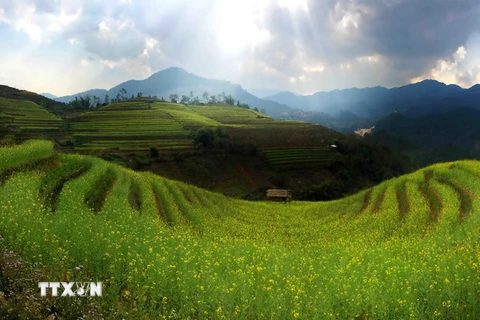 Hoa cải dầu trên những cánh đồng ruộng bậc thang tại xã Chế Cu Nha, huyện Mù Cang Chải, Yên Bái. (Ảnh: Thế Duyệt/TTXVN)