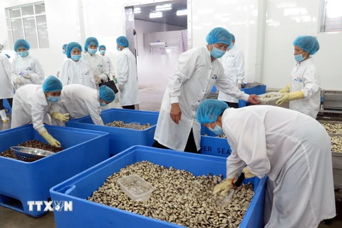Lãnh đạo tỉnh Nam Định thị sát quy trình chế biến ngao sạch của Công ty Thủy sản Lenger Việt Nam. (Ảnh: Văn Đạt/TTXVN)