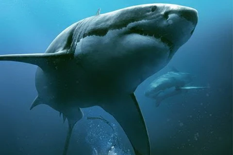 Nội dung bộ phim xoay quanh cuộc chiến kinh hoàng với cá mập.