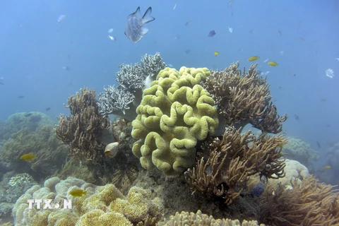 Cụm san hô thuộc rạn san hô Great Barrier ngày 22/9/2014. (Nguồn: AFP/TTXVN)