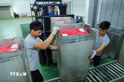 Sau khi đóng thùng tại cơ sở thu mua, các thùng vải sẽ được đưa tới Trung tâm Chiếu xạ Hà Nội​ để tiến hành chiếu xạ, đảm bảo kéo dài thời gian bảo quản, trước khi được kiểm dịch và xuất khẩu. (Ảnh: Thành Đạt/TTXVN)
