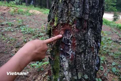 Rừng thông đặc dụng bị số đối tượng xấu dùng thủ đoạn khoan thân cây để bỏ hóa chất vào làm cây nhanh chết. (Ảnh: Quốc Việt/Vietnam+)
