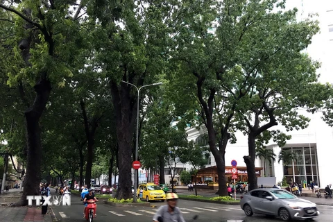 Thành phố Hồ Chí Minh sẽ di dời, đốn hạ 258 cây xanh trên đường Tôn Đức Thắng. (Ảnh: Thanh Vũ/TTXVN)