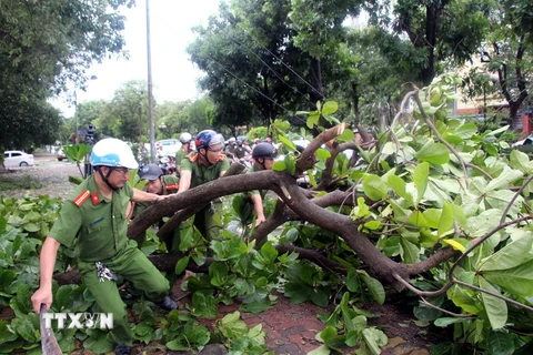 Lực lượng chức năng thu dọn cây bị ngã đổ sau bão. (Ảnh: Tá Chuyên/TTXVN)