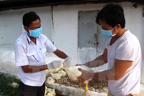 Cán bộ thú y lấy mẫu bệnh phẩm, giám sát dịch bệnh tại một trại chăn nuôi gà ở huyện biên giới Bến Cầu, Tây Ninh. (Ảnh: Lê Đức Hoảnh/TTXVN)