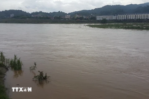 Lúc 13 giờ ngày 25/8, Trạm thủy văn Lào Cai ghi nhận được mực nước sông Hồng lên tới 79,66m (dưới báo động 1 là 0,34m). (Ảnh: Hương Thu/TTXVN)
