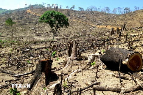  Hiện trường vụ 43,7 ha rừng tự nhiên ở An Lão bị lâm tặc xóa sổ. (Ảnh: Nguyên Linh/TTXVN)