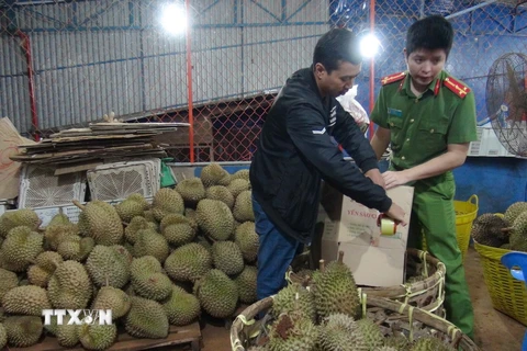 Cơ quan chức năng tiến hành niêm phong và xử lý số sầu riêng bị tẩm hóa chất theo quy định của pháp luật. (Ảnh: Dư Toán/TTXVN)