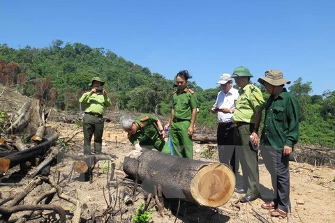 Lực lượng chức năng tỉnh Bình Định kiểm tra thực tế hiện trường vụ 43,7ha rừng tự nhiên ở huyện An Lão bị xóa sổ. (Ảnh: Nguyên Linh/TTXVN)