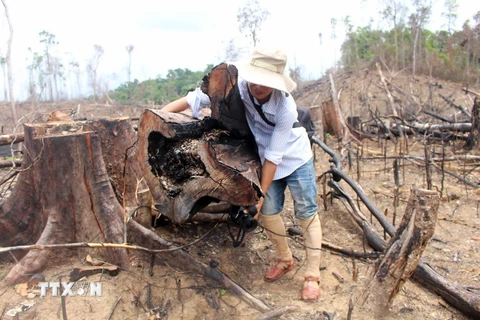 Nhiều cây gỗ lớn tại rừng Tiên Lãnh bị chặt hạ. (Ảnh: Nguyễn Sơn/TTXVN)