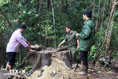 Hiện trường vụ phá rừng tại xã Đăk Ui. (Ảnh: Cao Nguyên/TTXVN)
