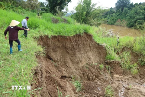 Nhiều diện tích đất canh tác bị sạt lở xuống sông Đồng Nai do khai thác cát. (Ảnh: Nguyễn Dũng/TTXVN)