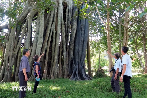 Du khách tham quan cây đa Tân Trào. (Ảnh: Quang Đán/TTXVN)