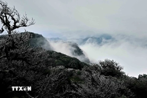 [Photo] Băng giá phủ trắng đỉnh núi Phia Oắc ở tỉnh Cao Bằng