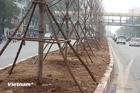 Hàng cây phong lá đỏ mới được trồng trên tuyến đường phố Hà Nội. (Ảnh Minh Nghĩa/TTXVN)