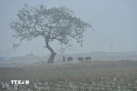 Sương mù mờ ảo tạo khung cảnh tuyệt đẹp tại Tràng An, Ninh Bình. (Ảnh: Minh Đức/TTXVN)
