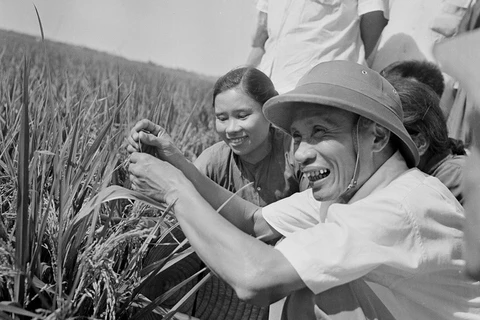 Thủ tướng Phạm Văn Đồng thị sát ruộng lúa năng suất cao của nhân dân xã Hải Anh, huyện Hải Châu, tỉnh Nam Hà tháng 6/1969. (Ảnh: Đức Như/TTXVN)