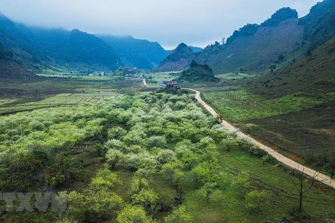 Cao nguyên Mộc Châu trong nắng ấm đầu Xuân. (Ảnh: Trọng Đạt/TTXVN)